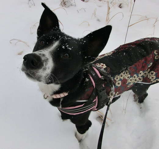 雪の中の犬１.jpg