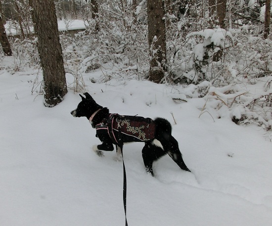 雪の中を歩く犬.jpg